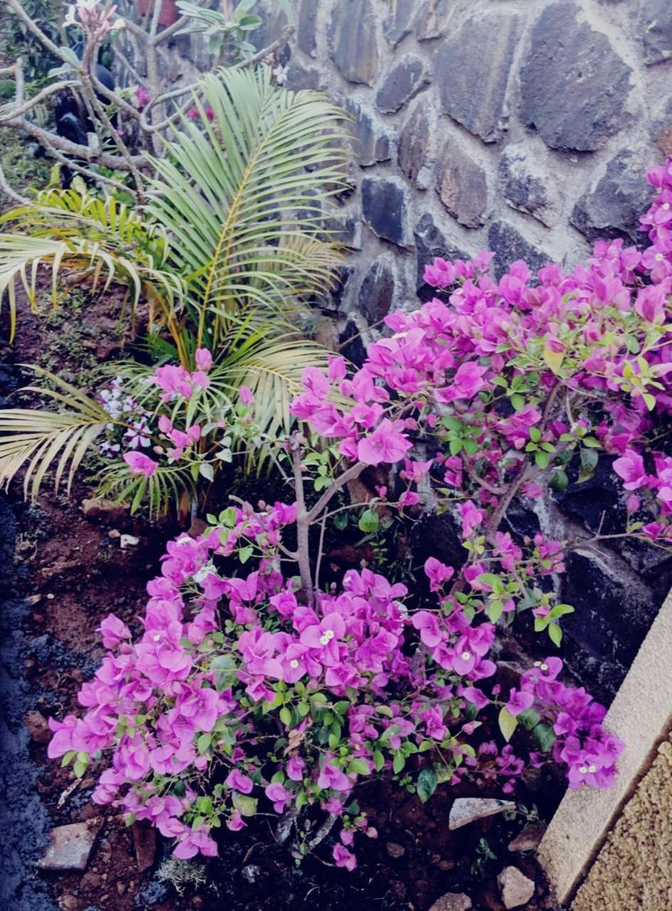 Ivy Orchids - * Lonavala